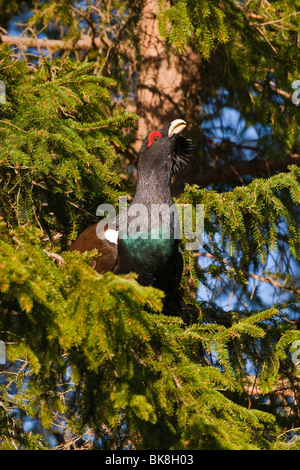 Wood Grouse (Tetrao urogallus) performing courtship display on a tree, Vaestergoetland, Sweden, Scandinavia, Europe Stock Photo