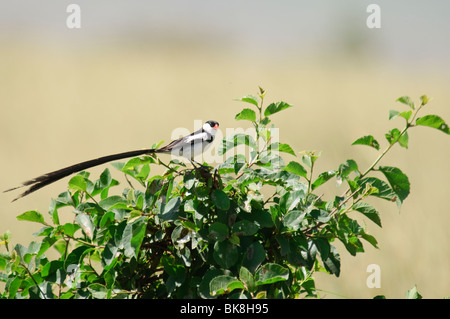 Pin-tailed Whydah Vidua macroura Stock Photo