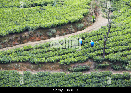 Tea pickers at Pedro Tea Estate, Nuwara Eliya, Sri Lanka Stock Photo