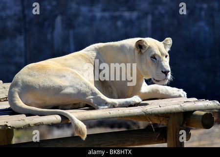 White lioness lying in the sun at  Tygerberg Zoo (Panthera leo krugeri) near Cape Town, South Africa. Stock Photo