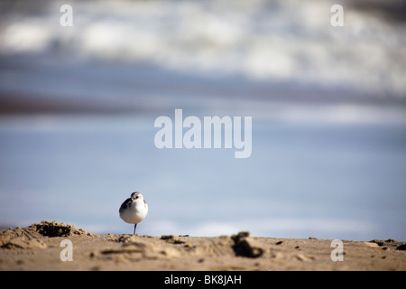 A little bird rests on one leg on the Assateague Island National Seashore in Chincoteague, Virginia. Stock Photo