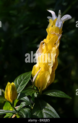 Acanthaceae Pachystachys Lutea, exotic, flower, nature, tropical, blossom, botany, a yellow flower at Dundee Botanical Garden, Tayside, Scotland, UK Stock Photo