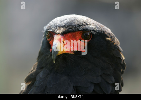 Bateleur Eagle, head shot, portrait, South Africa Stock Photo