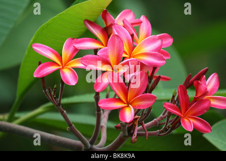 Plumeria or Frangipani flowers Stock Photo