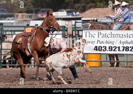 Cowboy, tie down roping, Cochrane Rodeo, Cochrane, Alberta, Canada Stock Photo