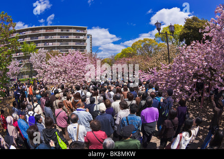 Mint through the cherry blossoms crowd Osaka Stock Photo