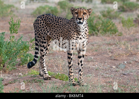 Cheetah on the Quiver Tree Reserve and Rest Camp near Keetmanshoop, Namibia Stock Photo