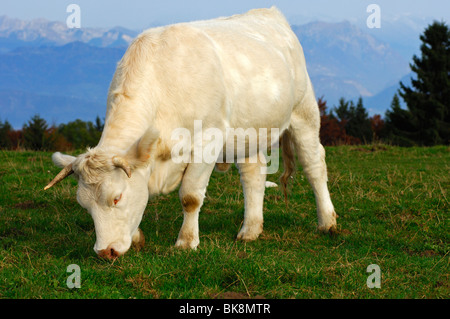 Charolais fattening bull on a mountain pasture, France Stock Photo