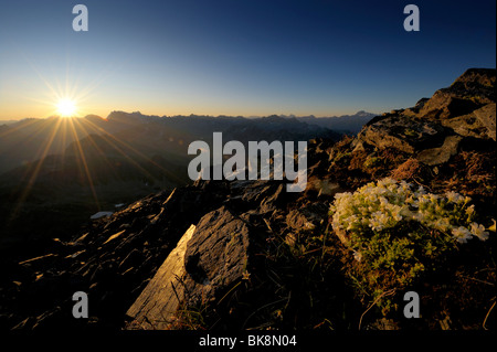 Sunrise with Saxifrage or Stone-breakers (Saxifraga bryoides), Gaschurn, Montafon, Vorarlberg, Austria, Europe Stock Photo