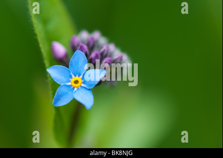 Myosotis sylvatica. Forget-me-not flower Stock Photo