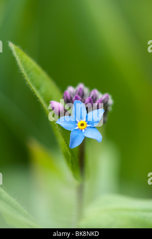 Myosotis sylvatica. Forget-me-not flower Stock Photo