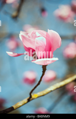 Magnolia campbellii flower. UK Stock Photo