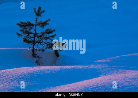 Scotland, Scottish Highlands, Abernethy. Single Fir Tree surrounded by drifting snow in the Cairngorms National Park. Stock Photo