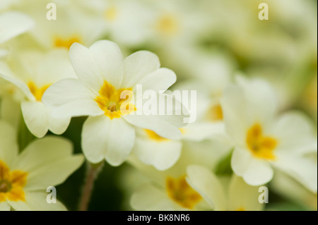 Primula vulgaris, Wild primrose flowers Stock Photo