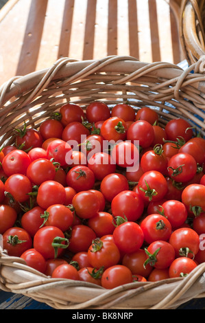A basket of freshly harvested ripe cherry tomatoes Stock Photo