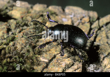 Earth-boring dung beetle (Geotrupes vernalis) Stock Photo