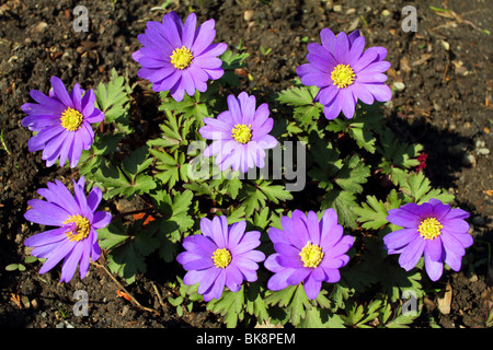 Violet spring anemone flowers close up Anemone blanda Stock Photo