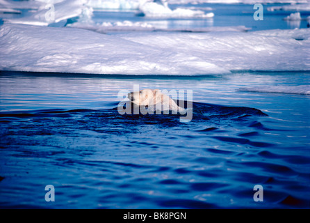 Polar Bear, Ursus Maritimus, in Cumberland Sound, Baffin Island, Nunavut, Canada Stock Photo