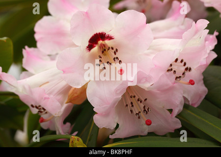 Pinkish rhododendron calophytum flowers close up Stock Photo