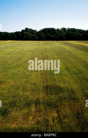 Aerial view of a farm field with rows of corn plants Stock Photo - Alamy
