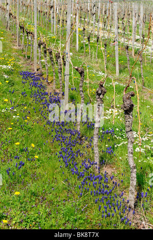 Grape Hyacinths (Muscari botryoides) in a vineyard Stock Photo