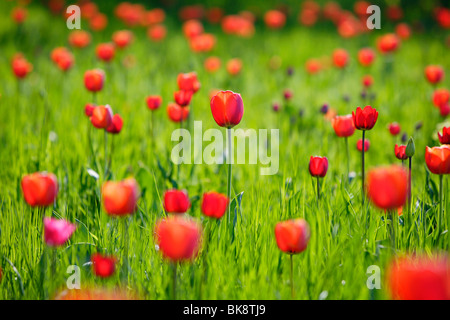 Red tulips (Tulipa) during Tulipan, tulips bloom in the Britzer Garten park in Berlin, Germany, Europe