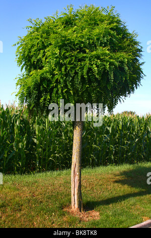 Green tree in France, near to field of maize Stock Photo