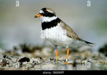 Ringed Plover (Charadrius hiaticula), banded male standing on stony ground Stock Photo