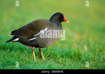 Common Moorhen (Gallinula chloropus), standing in a meadow Stock Photo