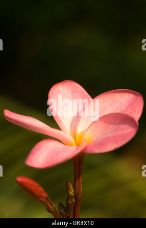 Chembakam Flower Stock Photos, Images & Pictures