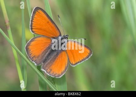 Purple-edged Copper male upperwing view Stock Photo