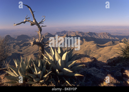 Sierra Quemada in Chihuahuan Desert, agaves in front, seen from South Rim in Chisos Mountains in Big Bend Natl Park, Texas, USA Stock Photo
