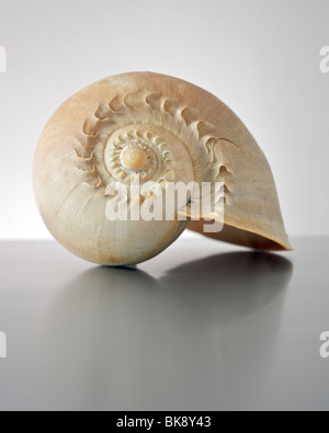 Sea Shell Nautilus Stock Photo
