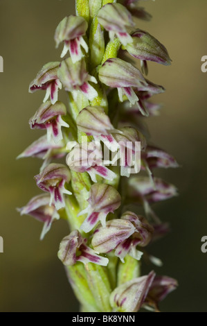 Dense-flowered orchid (Neotinea maculata) Stock Photo