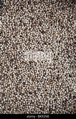 White pepper in a spice shop in Kumily, Kerala, India. Stock Photo