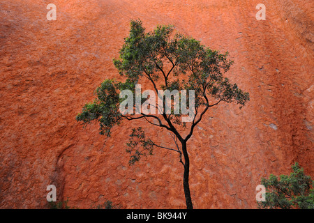 Tree in front of rock wall, Uluru, Ayers Rock, Uluru-Kata Tjuta National Park, Northern Territory, Australia Stock Photo