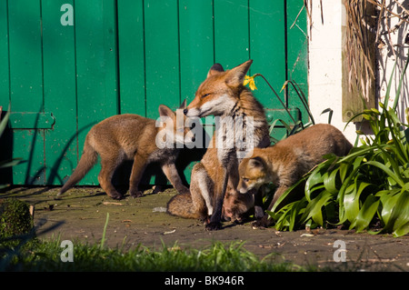 A vixen watches her two fox cubs play in the spring sunshine in a Sussex garden Stock Photo