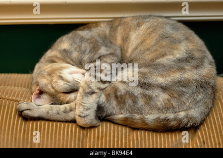 American Shorthair Cat curled up in a ball and sleeping on top of a couch Stock Photo