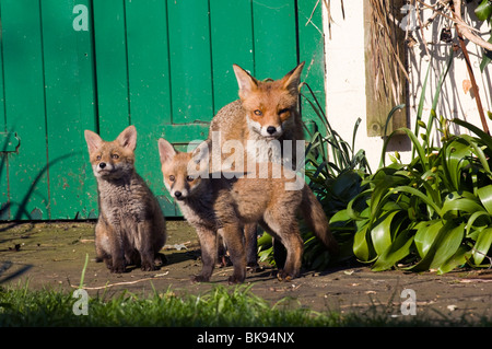 A vixen and her two fox cubs in the spring sunshine in a Sussex garden Stock Photo