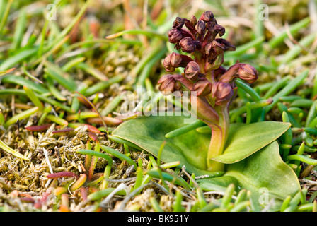 Frog Orchid (Coeloglossum viride) in a meadow, Fair Isle, Shetland, Scotland, United Kingdom, Europe Stock Photo