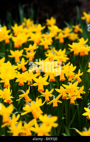 Daffodil 'Jetfire' in bloom at the Eden Project in Cornwall Stock Photo