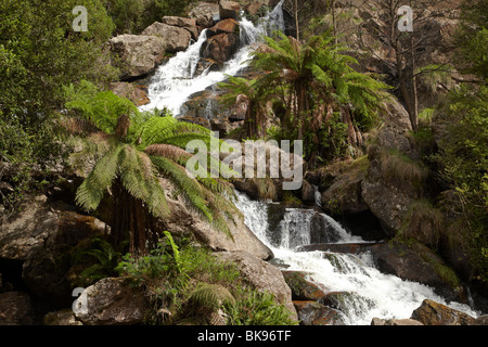 St Columba Falls, St Columba Falls State Reserve, Eastern Tasmania, Australia Stock Photo