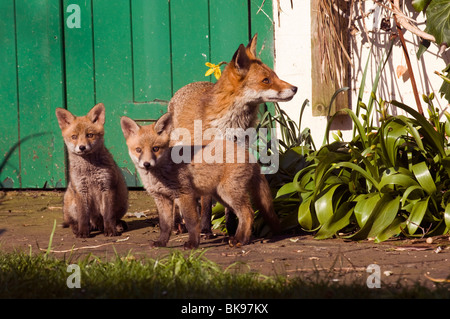 A vixen and her two fox cubs play in the spring sunshine in a Sussex garden Stock Photo