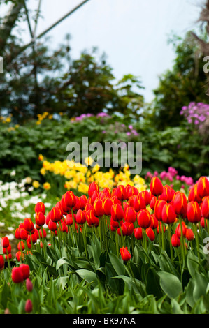 Bands of tulips and daffodils in flower, with Tulip 'World's Favourite' in the foreground at The Eden Project in Cornwall Stock Photo