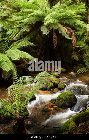 Ferns, Mossy Rocks, and Stream, St Columba Falls State Reserve, Eastern Tasmania, Australia Stock Photo