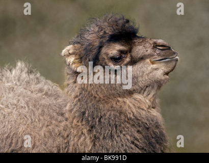 Bactrian Camel (camelus bactrianus) juvenile Stock Photo
