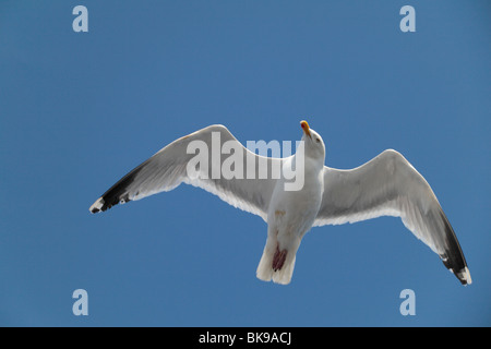 A Herring Gull (Seagull) flying against a blue sky on St Georges Channel, Irish Sea Stock Photo