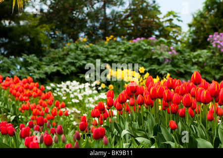 Bands of tulips and daffodils in flower, with Tulip 'World's Favourite' in the foreground at The Eden Project in Cornwall Stock Photo