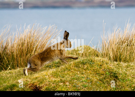 Irish Hare running by sea family Leporidae Stock Photo