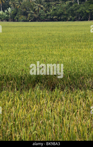 Rice field in backwaters of Kerala, India. Stock Photo
